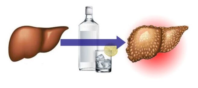 Impact sur le foie